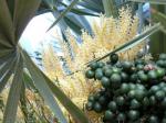 : - Trithrinax campestris