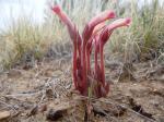 : - Aphyllon fasciculatum