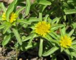 Wasser-Sternauge - Asteriscus aquaticus
