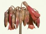 Brutblatt - Bryophyllum daigremontianum