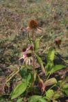 Purpur-Sonnenhut - Echinacea purpurea