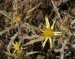 : - Carlina racemosa