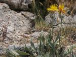 : - Centaurea granatensis