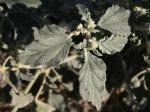 Gewöhnliches Lackmuskraut - Chrozophora tinctoria