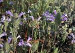 : - Cleonia lusitanica