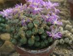 : - Conophytum minutum var. pearsonii