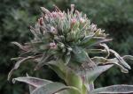 : - Crassula alba