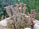 Crassula picturata - Crassula exilis subsp. picturata