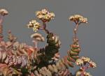 : - Crassula rupestris subsp. marnieriana