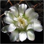 : - Gymnocalycium schickendantzii