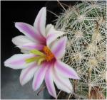 : - Mammillaria insularis
