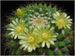 : - Mammillaria marksiana