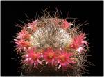 : - Mammillaria rekoi subsp. leptacantha
