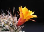 : - Sulcorebutia breviflora
