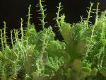 : - Euphorbia procumbens