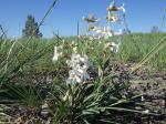 : - Penstemon albidus