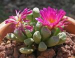 Purpur-Frithie - Frithia pulchra