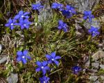 Kurzblättriger Enzian - Gentiana sierrae