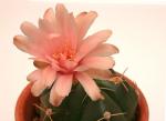 : - Gymnocalycium horstii