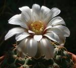 : - Gymnocalycium quehlianum