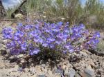 : - Penstemon pumilus