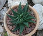 Gewöhnliche Stichkrake-Haworthia limifolia
