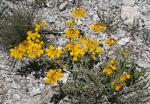 : - Hippocrepis eriocarpa