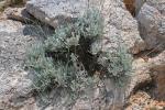 : - Lavandula lanata