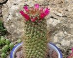 : - Mammillaria backebergiana