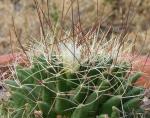 : - Mammillaria decipiens subsp. camptotricha