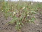 : - Phacelia glandulifera