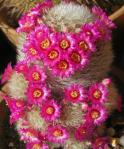 : - Mammillaria laui subsp. dasyacantha