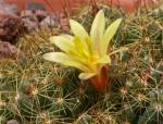 : - Mammillaria surculosa