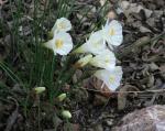 : - Narcissus cantabricus