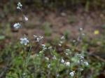 Venus-Nabelnüsschen - Omphalodes linifolia