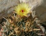 : - Parodia mammulosa subsp. submammulosus