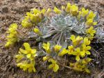: - Physaria didymocarpa