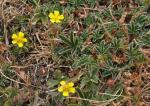 : - Potentilla nevadensis