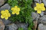 : - Ranunculus demissus