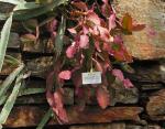 Dickflügeliger Binsenkaktus - Rhipsalis pachyptera
