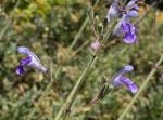 : - Salvia candelabrum