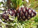 : - Pinus albicaulis