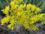: - Sedum montanum