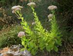 Große Fetthenne - Sedum telephium