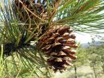 : - Pinus ponderosa var. scopulorum