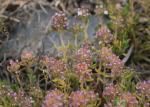 : - Thymus serpylloides