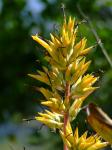 : - Aechmea emmerichiae