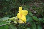 : - Mandevilla scabra