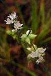Kanadischer Knoblauch - Allium canadense