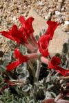 : - Astragalus coccineus